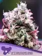 Amnesia Flash Auto Seeds – Anesia Seeds