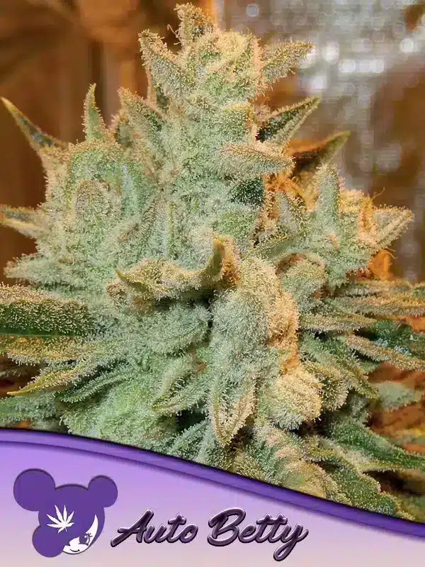 Auto Betty Seeds – Anesia Seeds Auto Betty seeds by Anesia Seeds