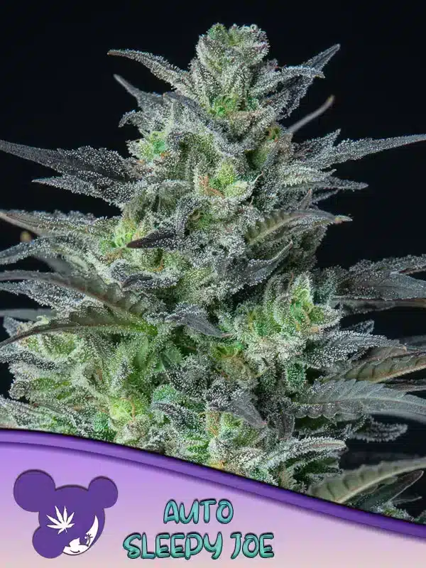Auto Sleepy Joe Seeds – Anesia Seeds Auto Sleepy Joe seeds by Anesia Seeds