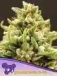 Banana Kush Auto Seeds – Anesia Seeds