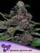 Auto Blackberry Moonrocks seeds by Anesia Seeds