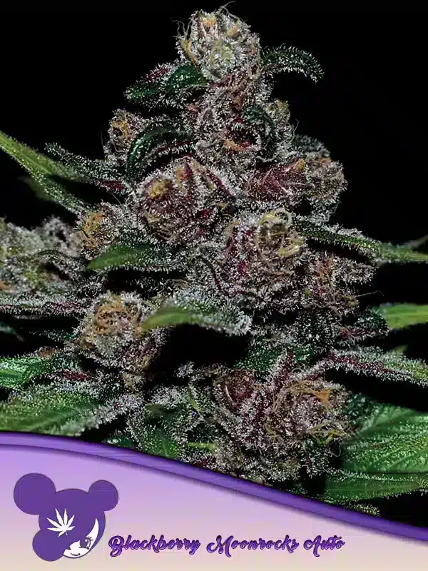 Auto Blackberry Moonrocks Seeds – Anesia Seeds Auto Blackberry Moonrocks seeds by Anesia Seeds