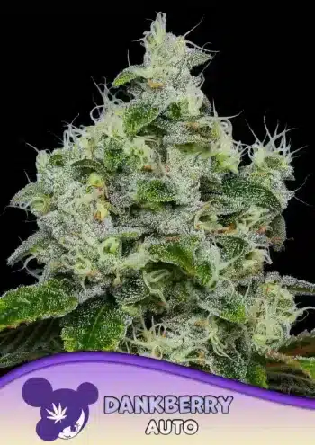 Dankberry Auto seeds by Anesia Seeds