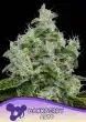 Dankberry Auto seeds by Anesia Seeds