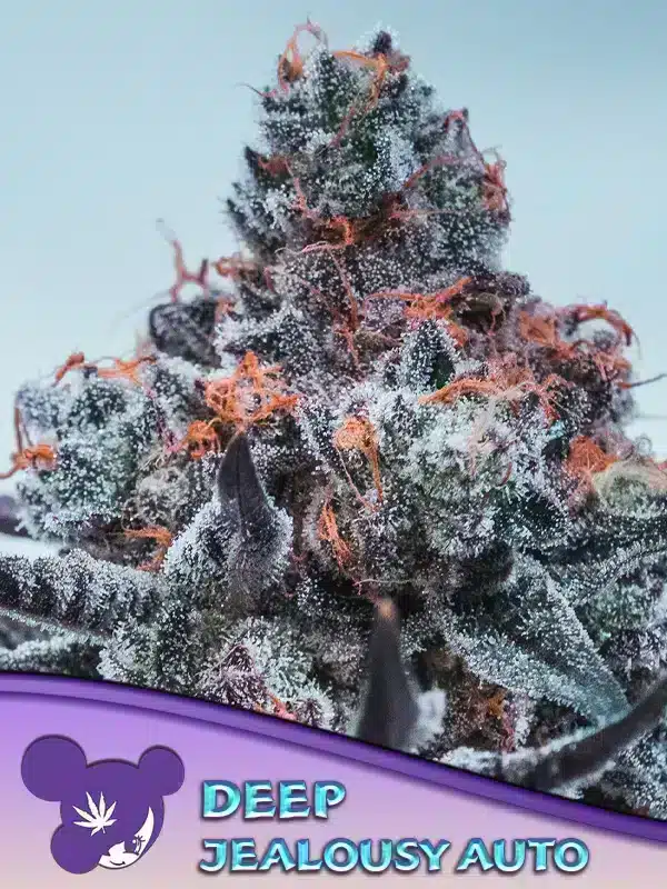 Deep Jealousy Auto Seeds – Anesia Seeds Deep Jealousy Auto seeds by Anesia Seeds