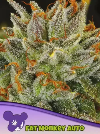 Fat Monkey Auto seeds by Anesia Seeds