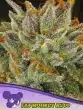 Fat Monkey Auto seeds by Anesia Seeds