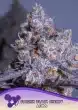Frozen Black Cherry Auto seeds by Anesia Seeds