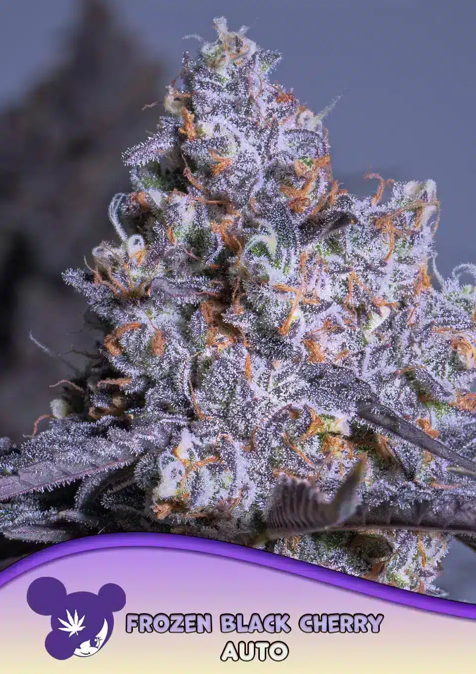 Frozen Black Cherry Auto Seeds – Anesia Seeds Frozen Black Cherry Auto seeds by Anesia Seeds