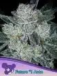 Auto Future #1 seeds by Anesia Seeds