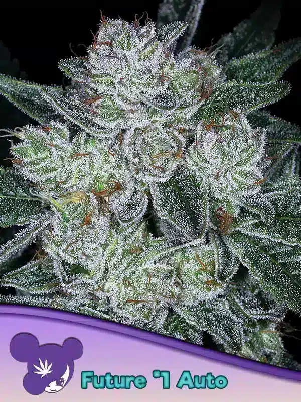 Auto Future #1 Seeds – Anesia Seeds Auto Future #1 seeds by Anesia Seeds