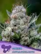 Green Apple Juice Auto seeds by Anesia Seeds