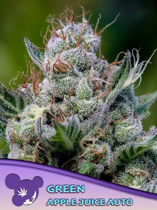Green Apple Juice Auto Seeds – Anesia Seeds Green Apple Juice Auto seeds by Anesia Seeds