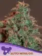 Auto Nova OG Seeds – Anesia Seeds