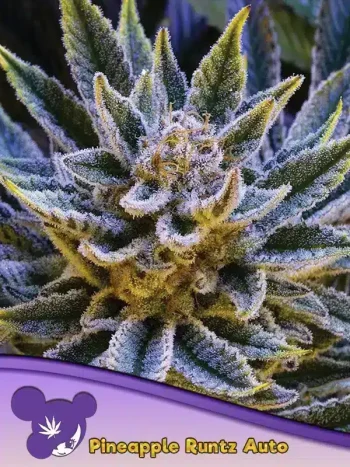 Pineapple Runtz Auto seeds by Anesia Seeds