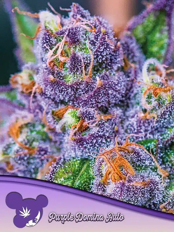 Purple Domina Auto Seeds – Anesia Seeds Purple Domina Auto seeds by Anesia Seeds
