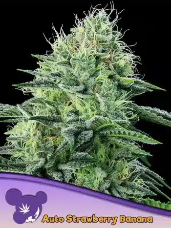 Auto Strawberry Banana seeds by Anesia Seeds