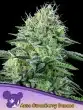 Auto Strawberry Banana seeds by Anesia Seeds