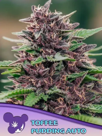 Toffee Pudding Auto seeds by Anesia Seeds