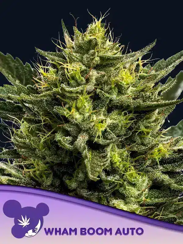 WHAM BOOM Auto Seeds – Anesia Seeds WHAM BOOM Auto seeds by Anesia Seeds