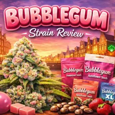 Bubblegum Strain Review – History, Genetics, Effects & Growing Guide