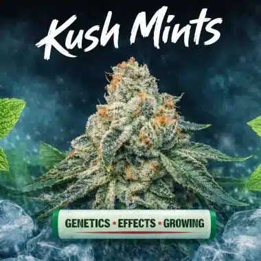 Kush Mints Seeds Strain Review – Genetics, Effects & Growing Guide