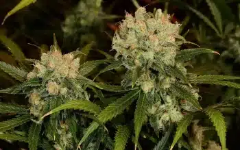Northern Lights strain buds close up resin dense indica