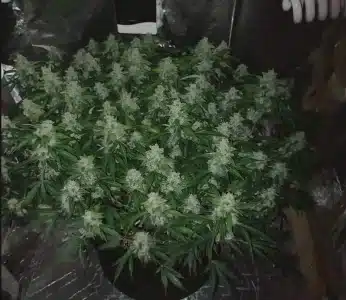 Northern Lights indoor grow cannabis plant structure