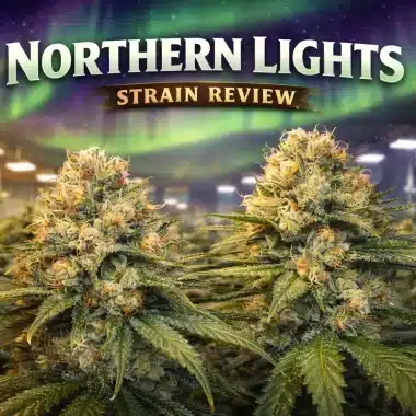 Northern Lights Seeds & Strain Review – History, Genetics, Effects & Grow Guide
