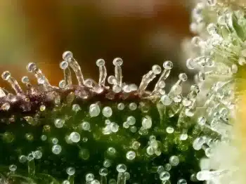Northern Lights trichomes macro resin close up