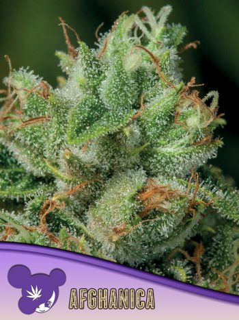 Afghanica seeds by Anesia Seeds