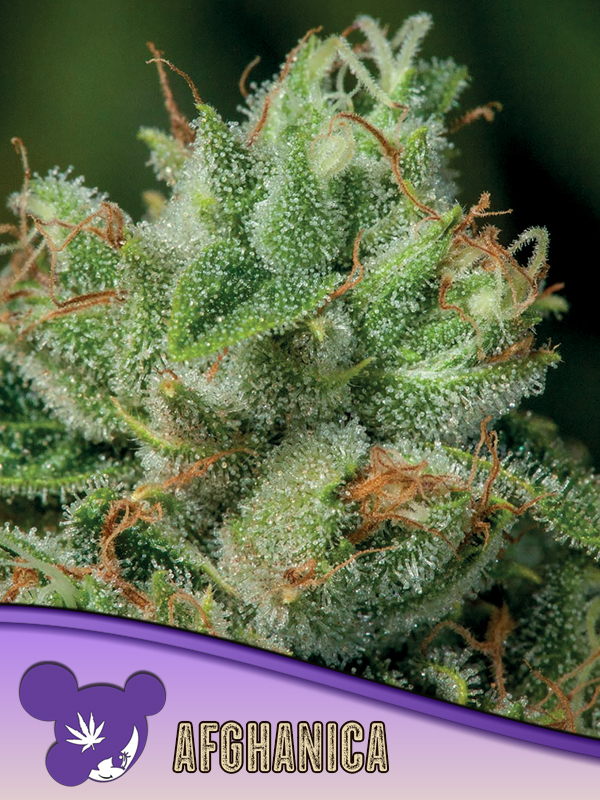 Afghanica Seeds – Anesia Seeds Afghanica seeds by Anesia Seeds