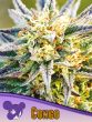 Congo Seeds – Anesia Seeds