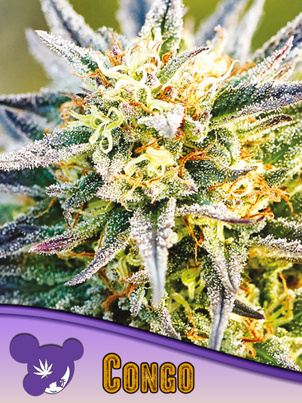 Congo Seeds - Anesia Seeds Congo seeds by Anesia Seeds