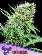 Copacobana seeds by Anesia Seeds