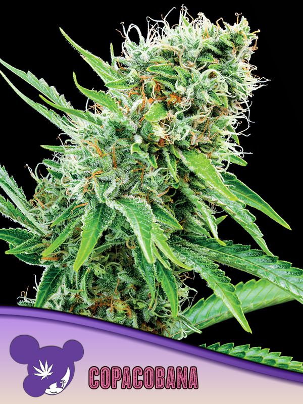 Copacobana Seeds - Anesia Seeds Copacobana seeds by Anesia Seeds