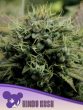Hindu Kush seeds by Anesia Seeds