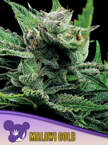 Malawi Gold seeds by Anesia Seeds