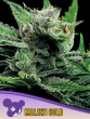 Malawi Gold seeds by Anesia Seeds
