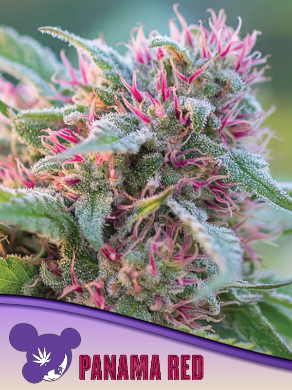 Panama Red Seeds - Anesia Seeds Panama Red seeds by Anesia Seeds