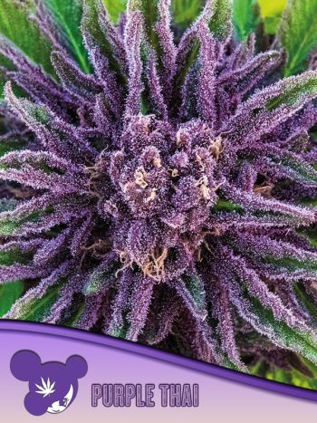 Purple Thai seeds by Anesia Seeds