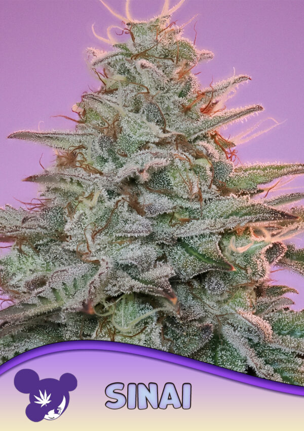 Sinai Seeds - Anesia Seeds Sinai seeds by Anesia Seeds