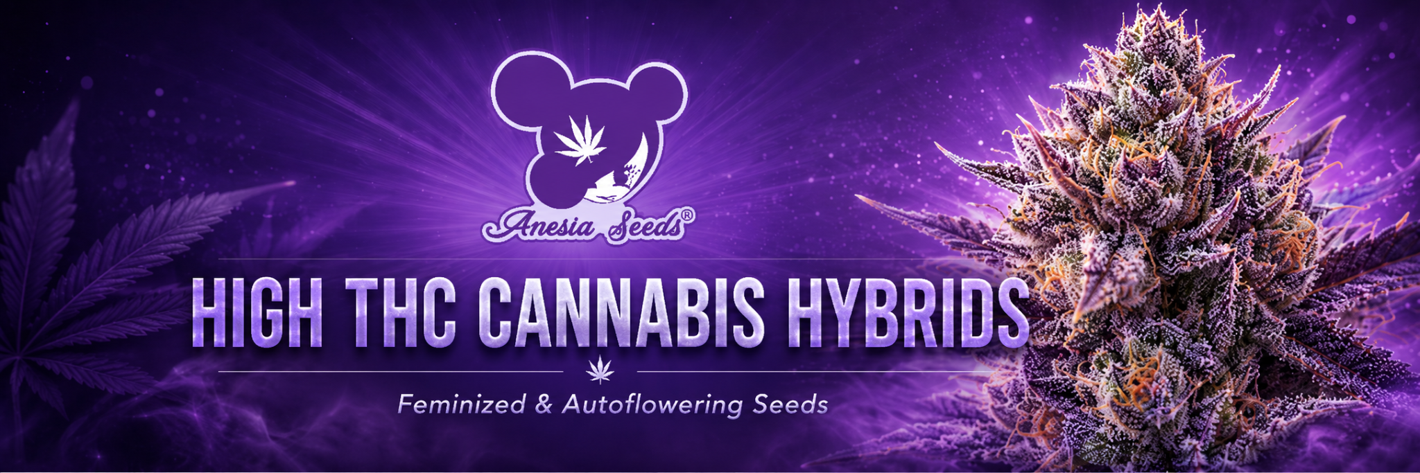 anesia seeds brand banner