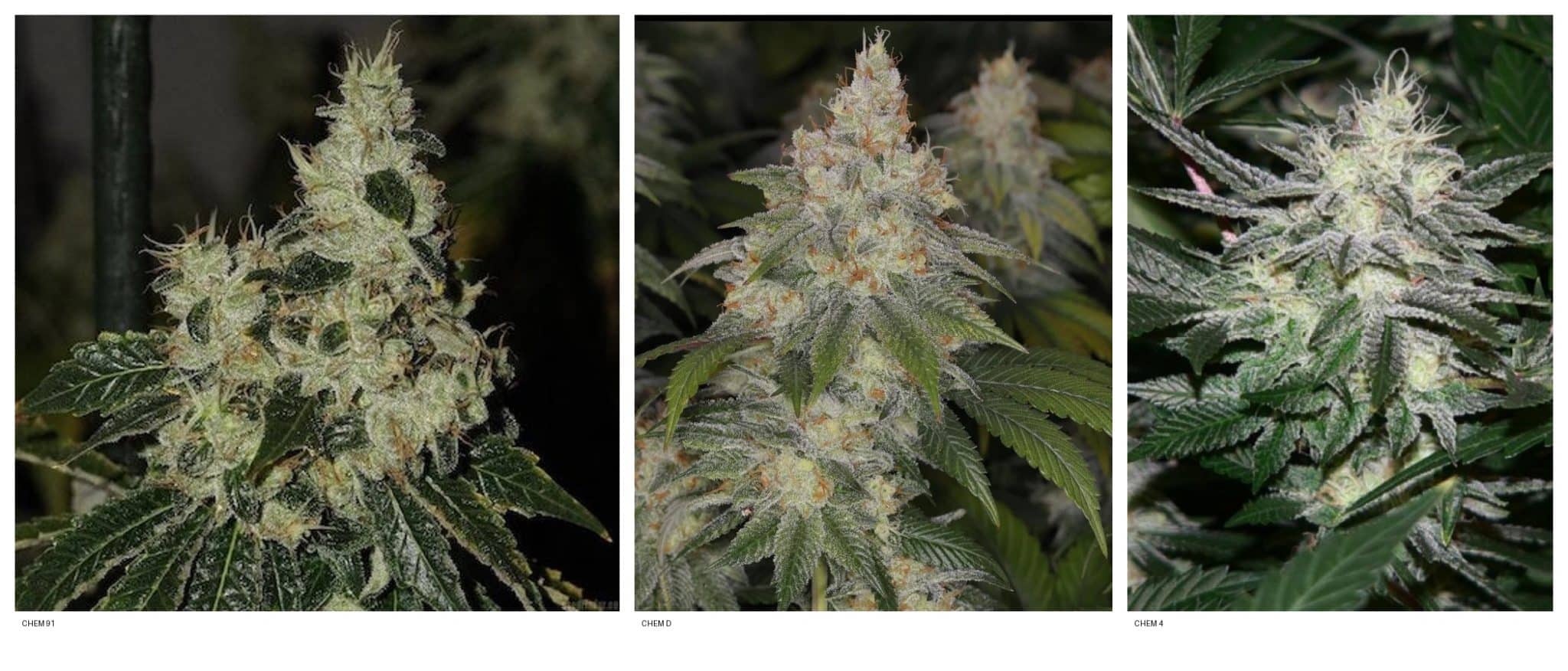 Chem 91 Chem D and Chem 4 cannabis phenotypes from the original Chemdog seed collection
