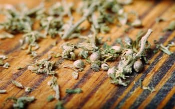 Cannabis seeds representing the thirteen original Chemdog seeds discovered in 1991