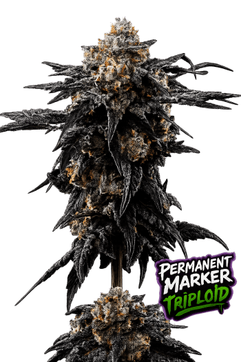 Permanent Marker Triploid cannabis flower by Love Cannabis Seeds