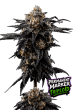 Permanent Marker Triploid cannabis flower by Love Cannabis Seeds