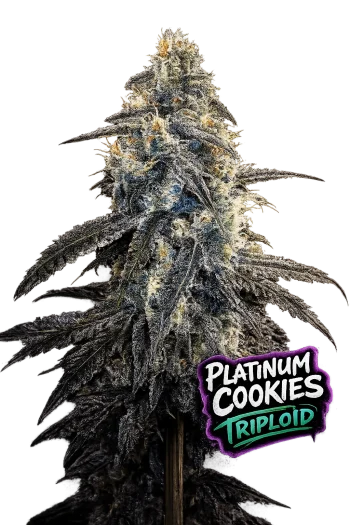 Platinum Cookies Triploid feminized cannabis seeds by Love Cannabis with frosty resin-heavy buds and high THC genetics
