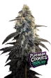 Platinum Cookies Triploid feminized cannabis seeds by Love Cannabis with frosty resin-heavy buds and high THC genetics