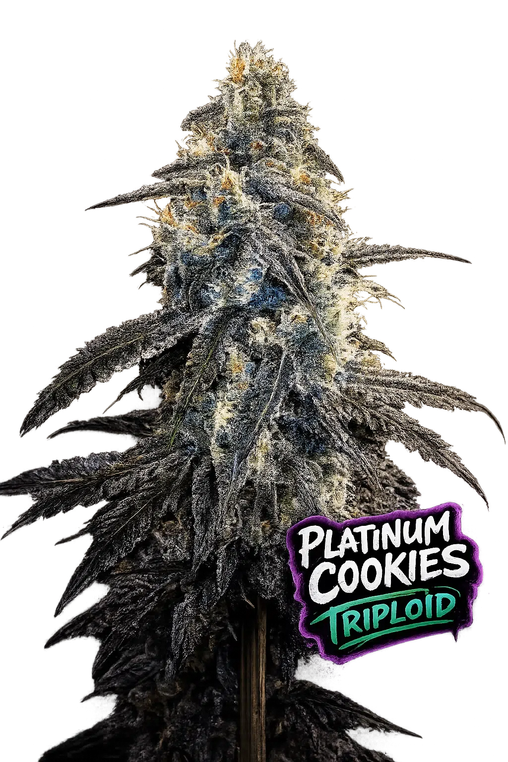 Platinum Cookies Triploid Feminized Seeds Platinum Cookies Triploid feminized cannabis seeds by Love Cannabis with frosty resin-heavy buds and high THC genetics